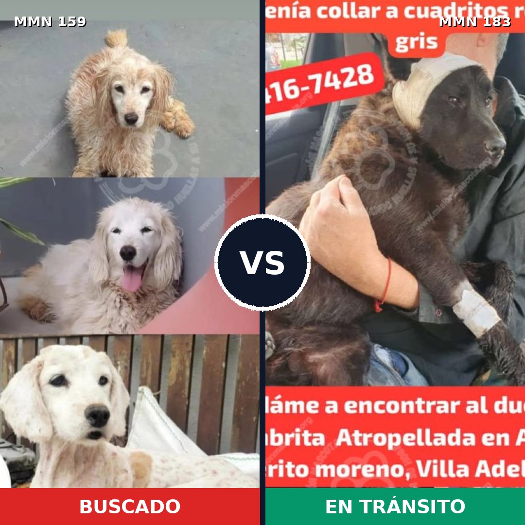 Comparativa MMS 3765: mascota perdida y mascota encontrada, 10% de similitud