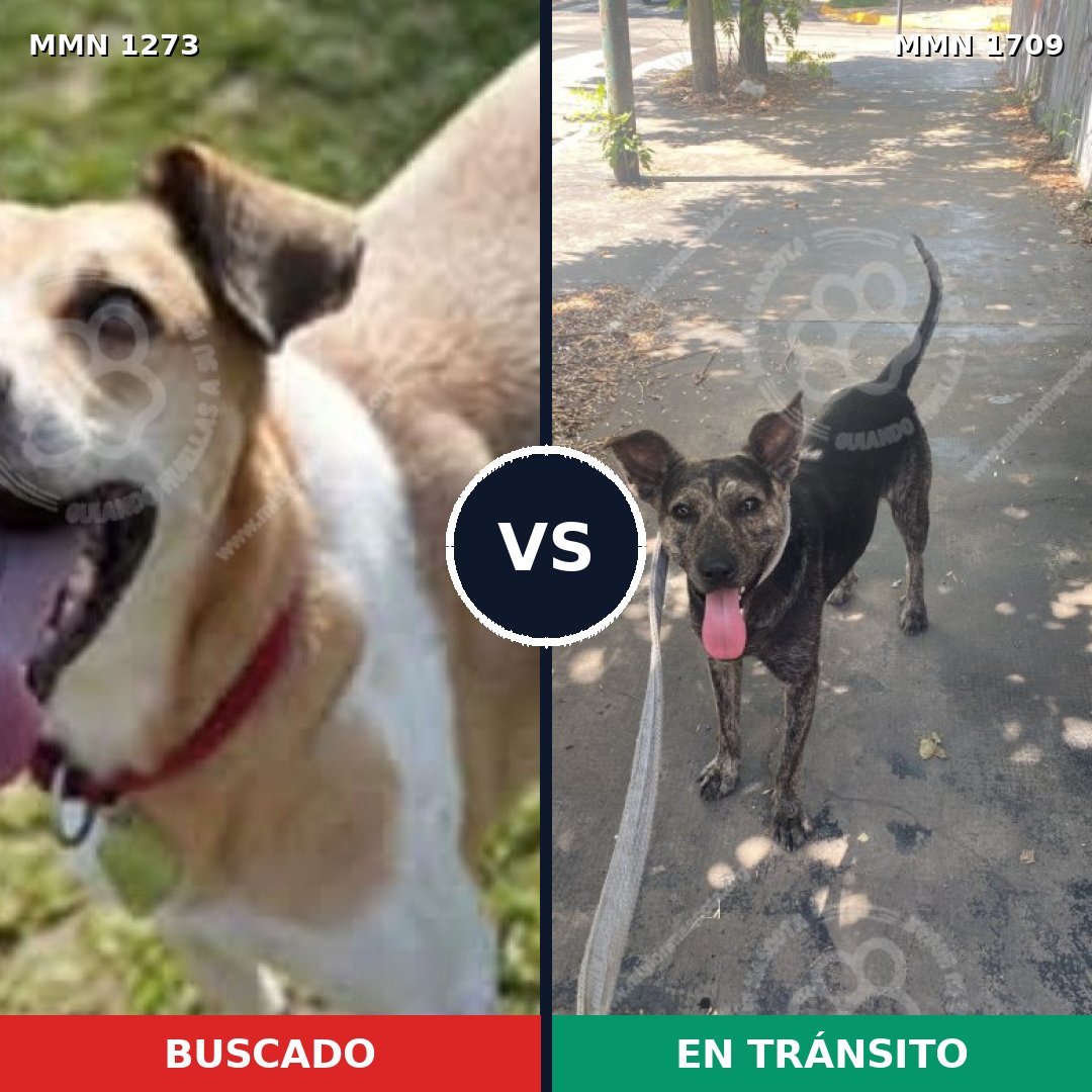 Comparativa MMS 37650: mascota perdida y mascota encontrada, 64% de similitud