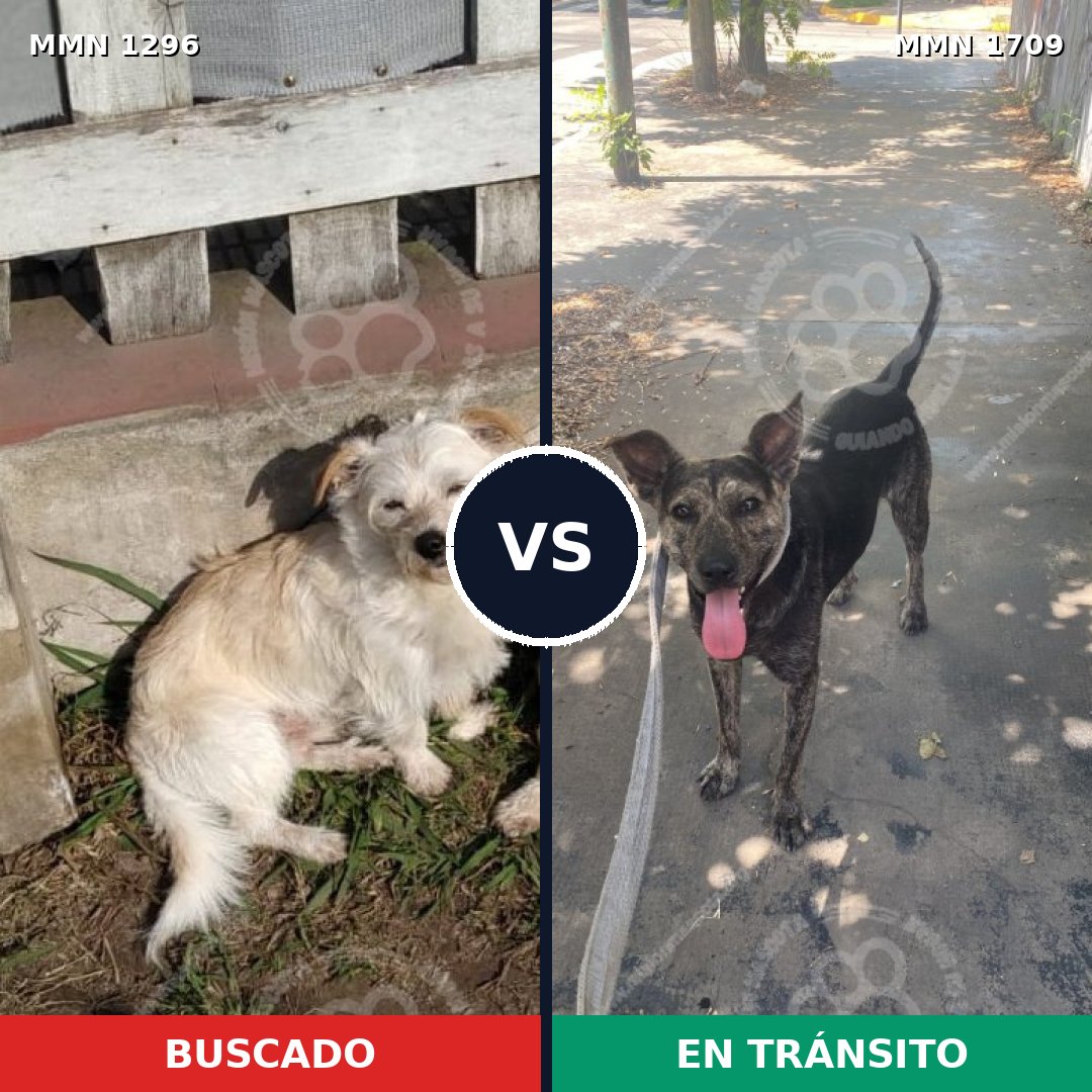 Comparativa MMS 37654: mascota perdida y mascota encontrada, 62% de similitud