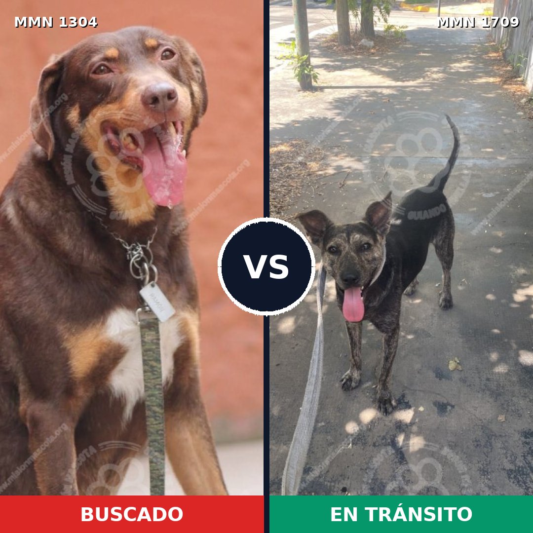 Comparativa MMS 37656: mascota perdida y mascota encontrada, 64% de similitud