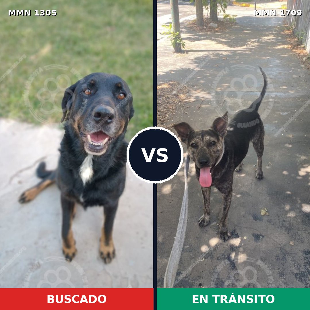 Comparativa MMS 37657: mascota perdida y mascota encontrada, 61% de similitud
