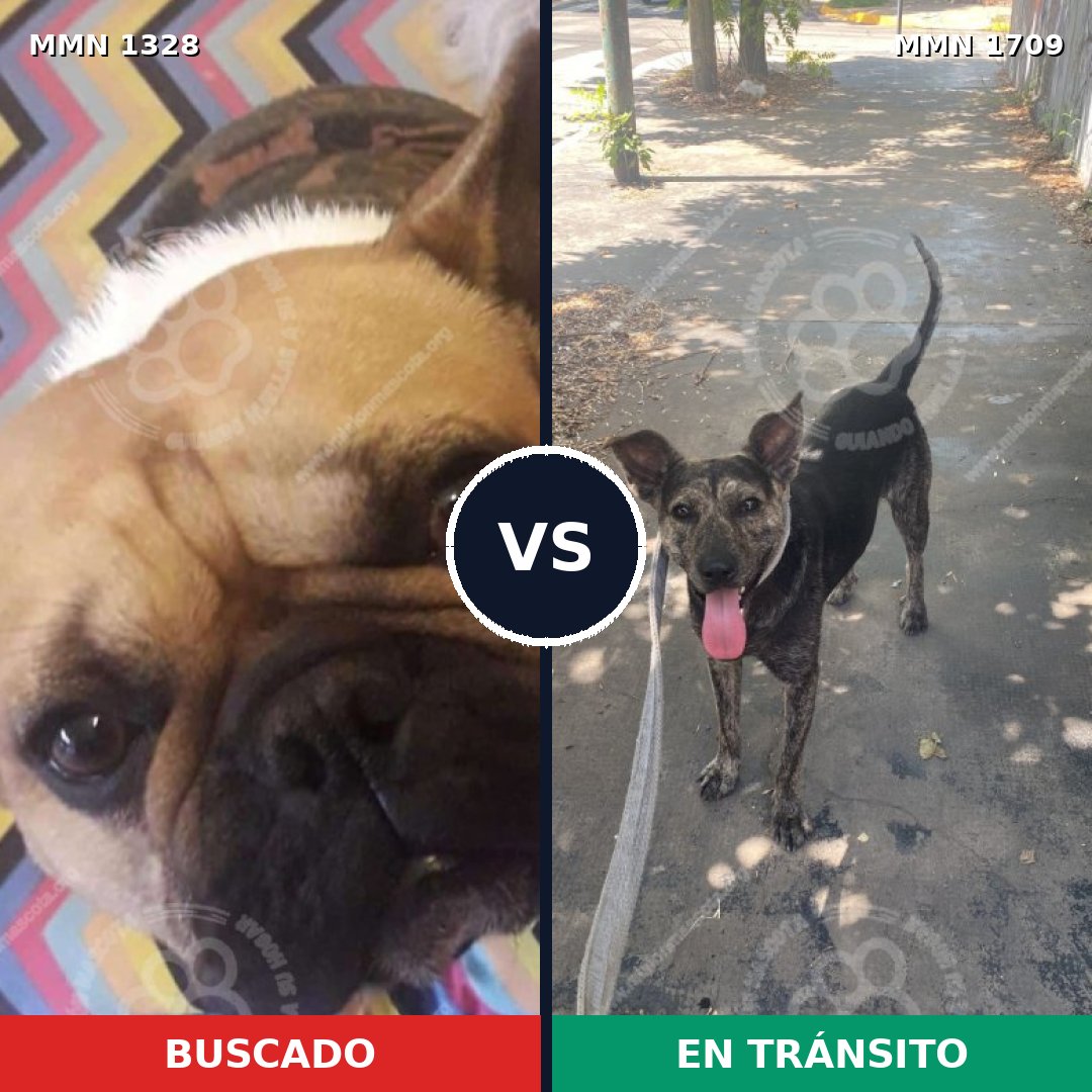 Comparativa MMS 37659: mascota perdida y mascota encontrada, 41% de similitud