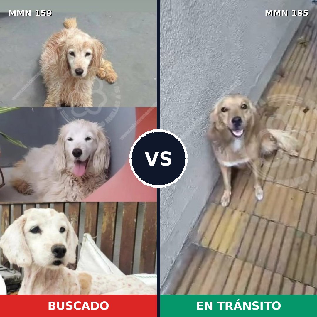 Comparativa MMS 3766: mascota perdida y mascota encontrada, 81% de similitud
