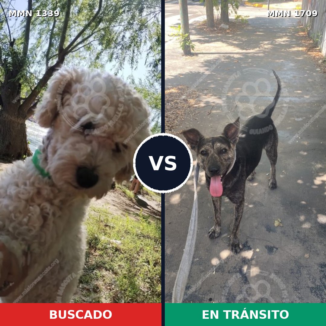 Comparativa MMS 37661: mascota perdida y mascota encontrada, 37% de similitud
