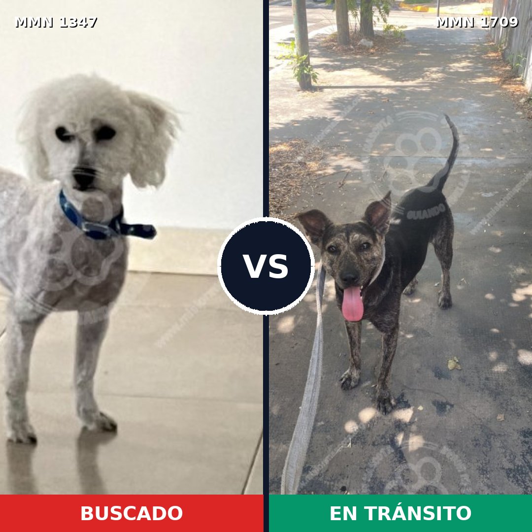 Comparativa MMS 37662: mascota perdida y mascota encontrada, 38% de similitud