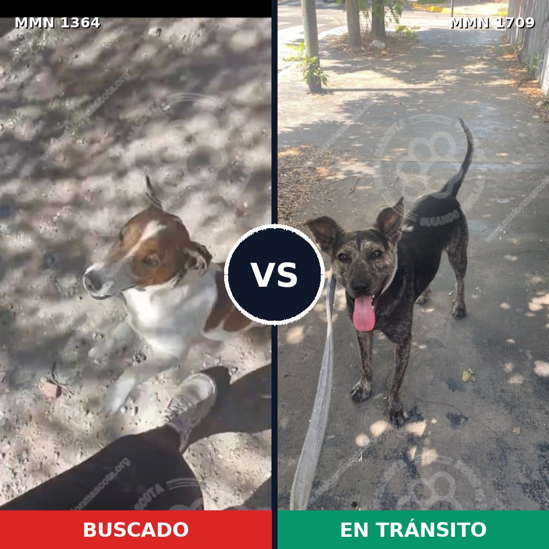 Comparativa MMS 37664: mascota perdida y mascota encontrada, 35% de similitud