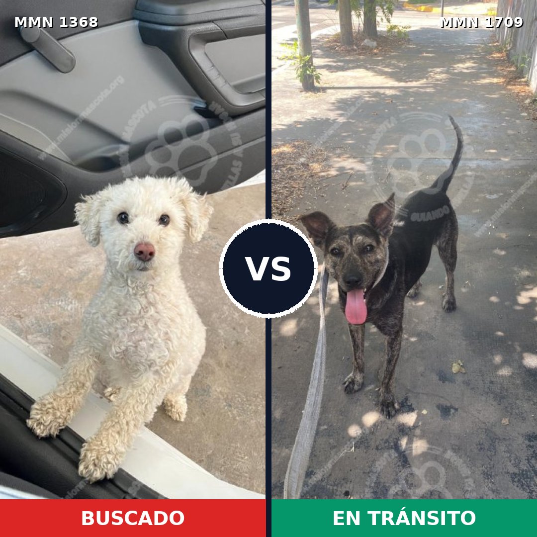Comparativa MMS 37665: mascota perdida y mascota encontrada, 37% de similitud