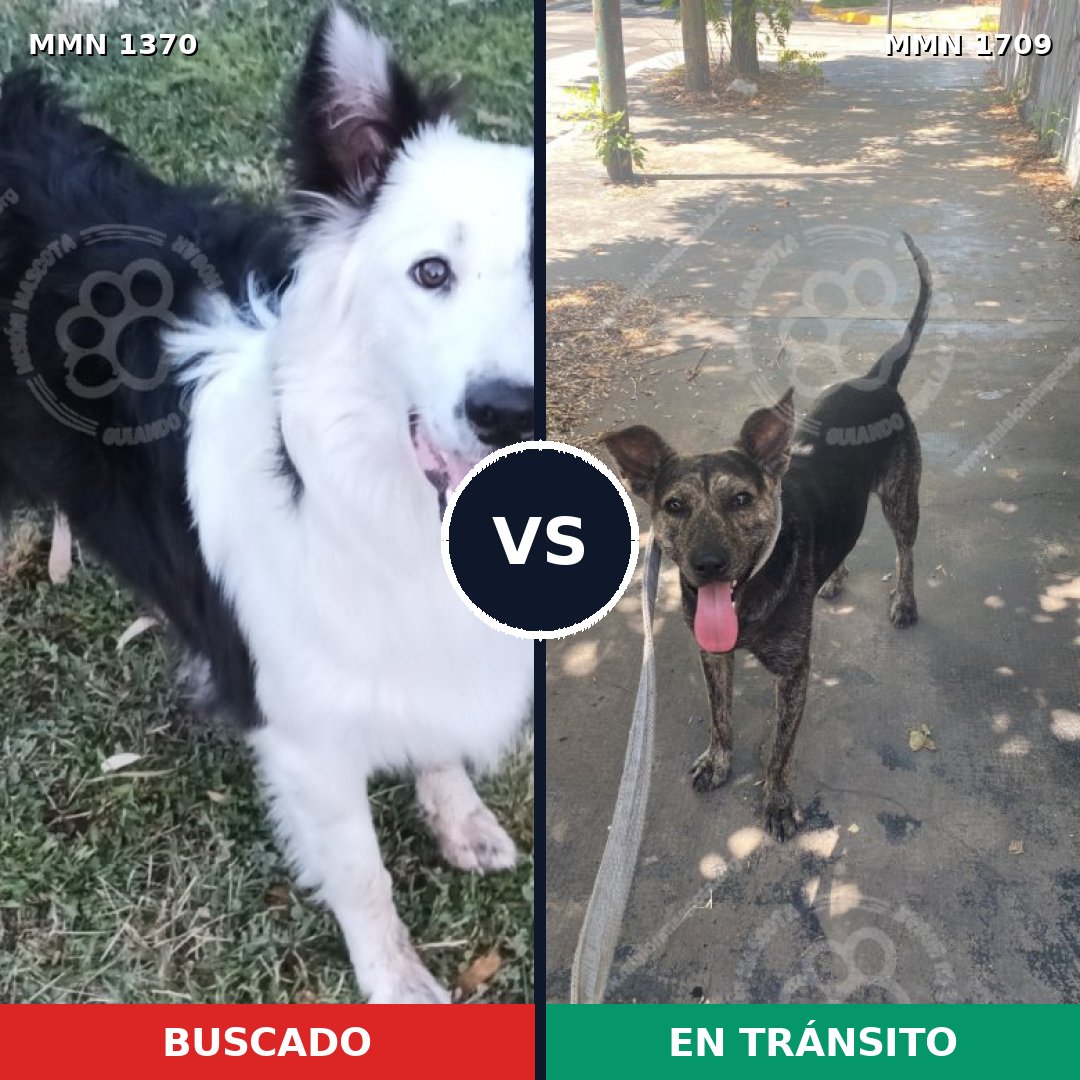 Comparativa MMS 37666: mascota perdida y mascota encontrada, 43% de similitud