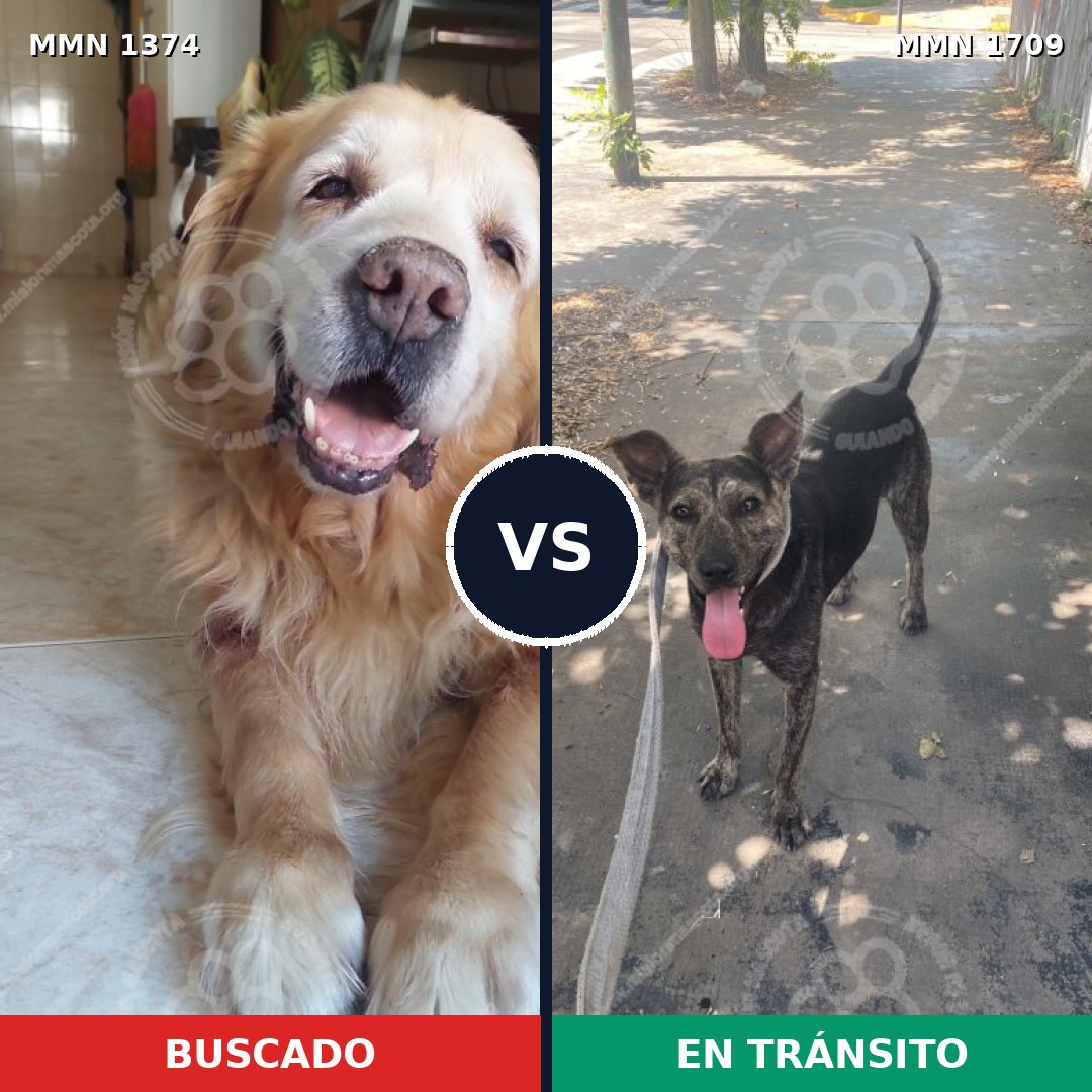 Comparativa MMS 37668: mascota perdida y mascota encontrada, 38% de similitud