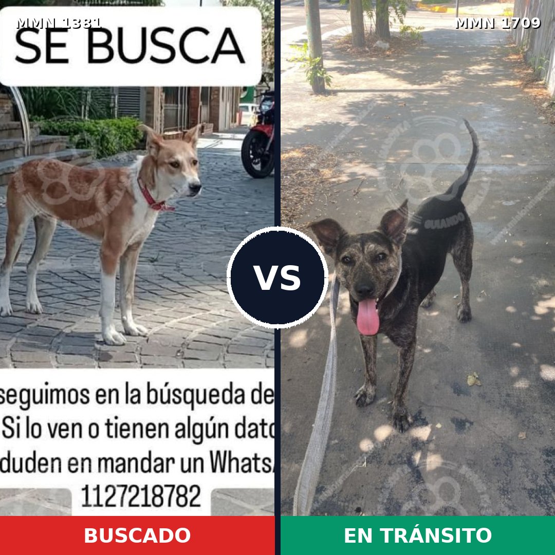 Comparativa MMS 37671: mascota perdida y mascota encontrada, 62% de similitud
