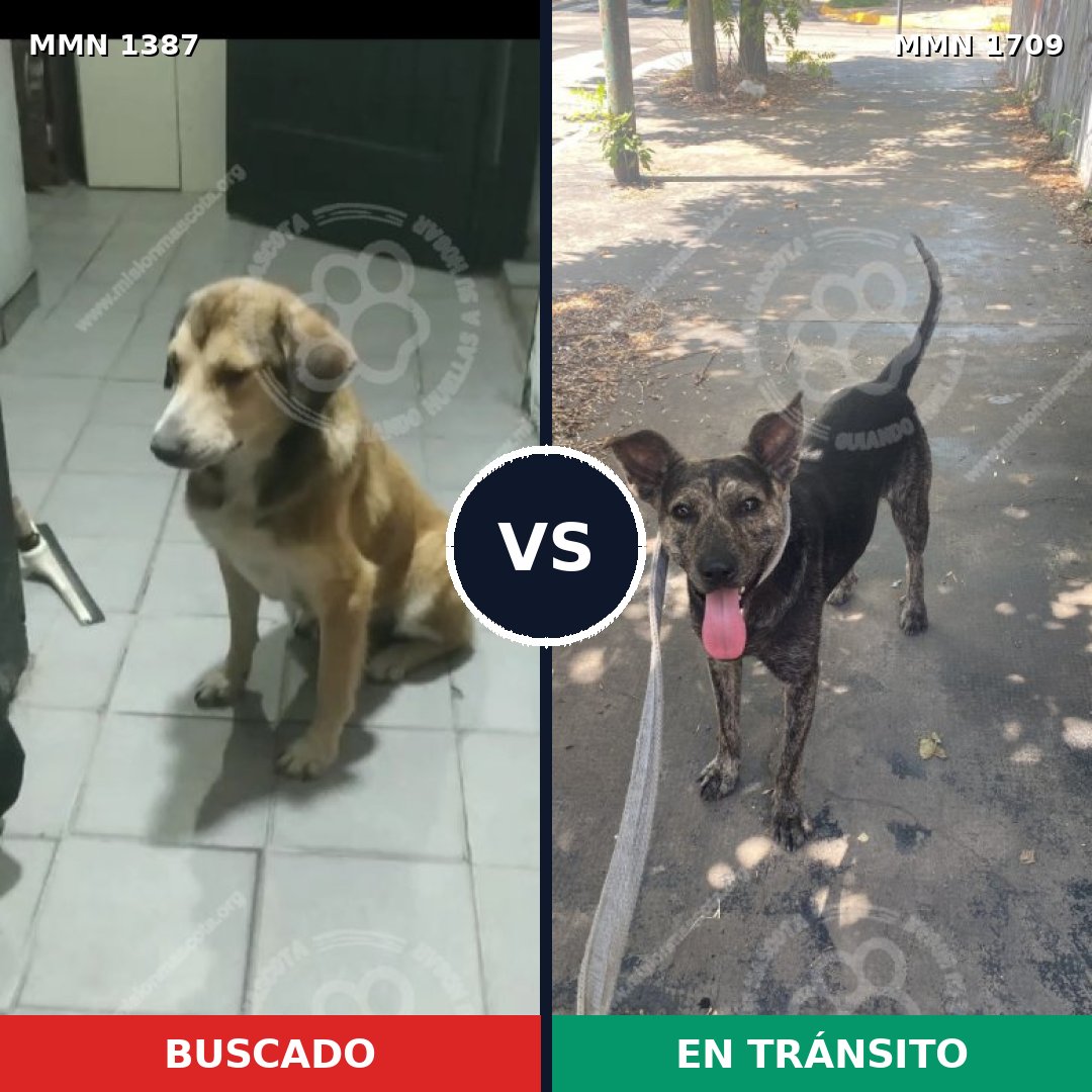 Comparativa MMS 37672: mascota perdida y mascota encontrada, 63% de similitud