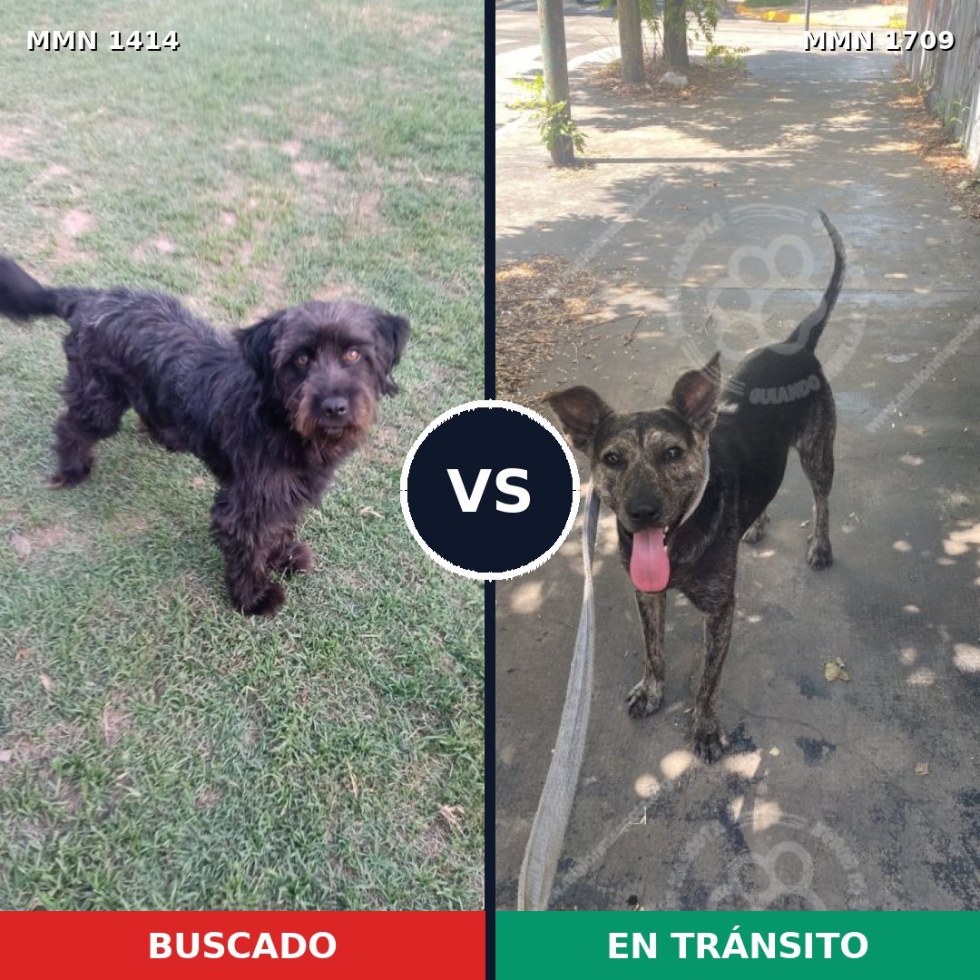 Comparativa MMS 37674: mascota perdida y mascota encontrada, 59% de similitud