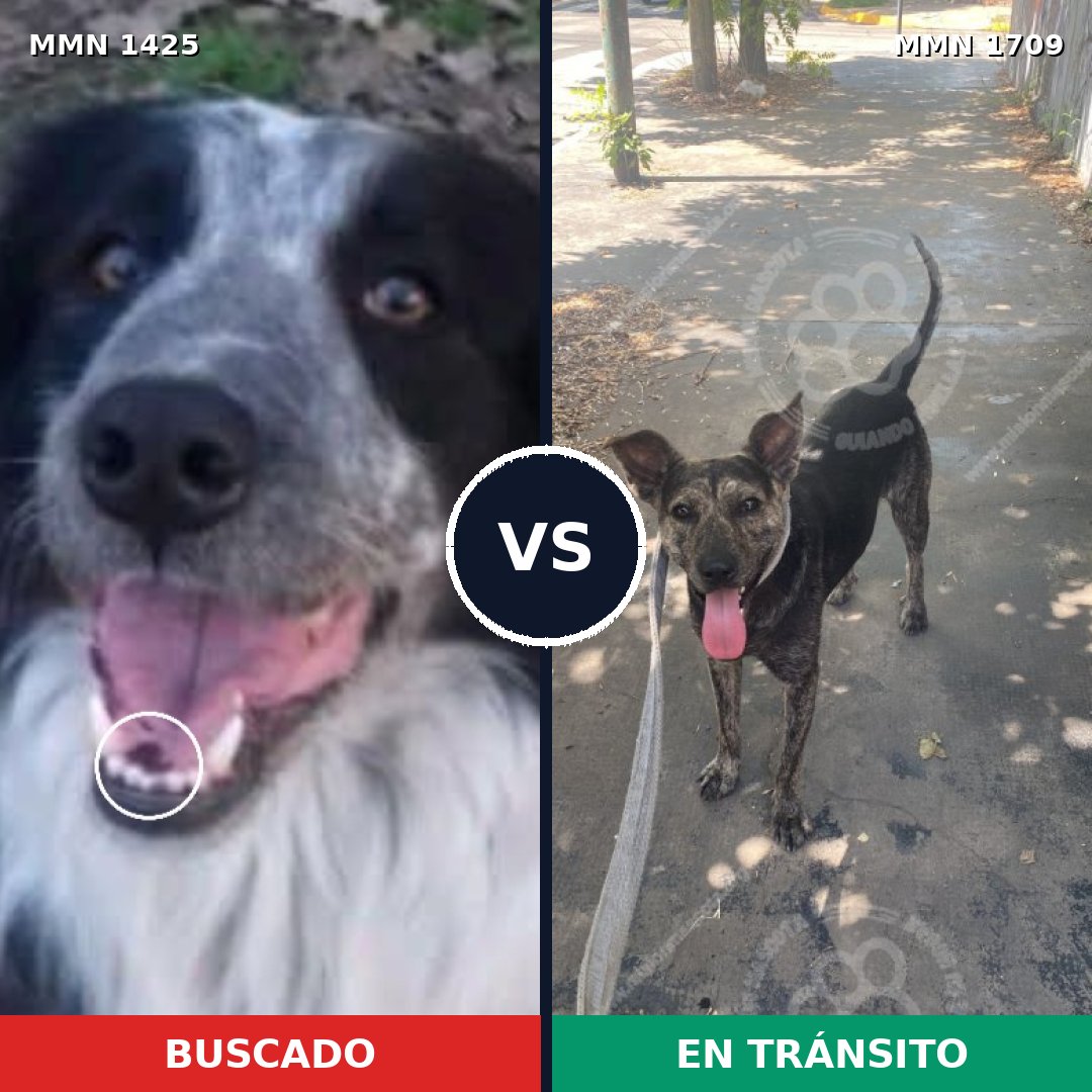 Comparativa MMS 37676: mascota perdida y mascota encontrada, 49% de similitud