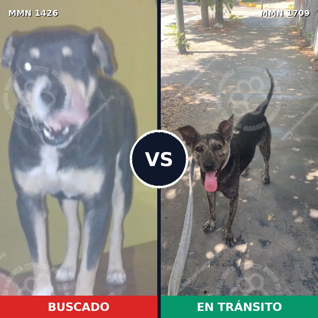 Comparativa MMS 37677: mascota perdida y mascota encontrada, 77% de similitud
