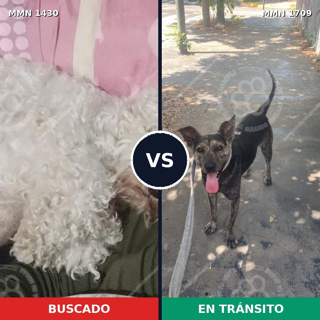 Comparativa MMS 37678: mascota perdida y mascota encontrada, 38% de similitud