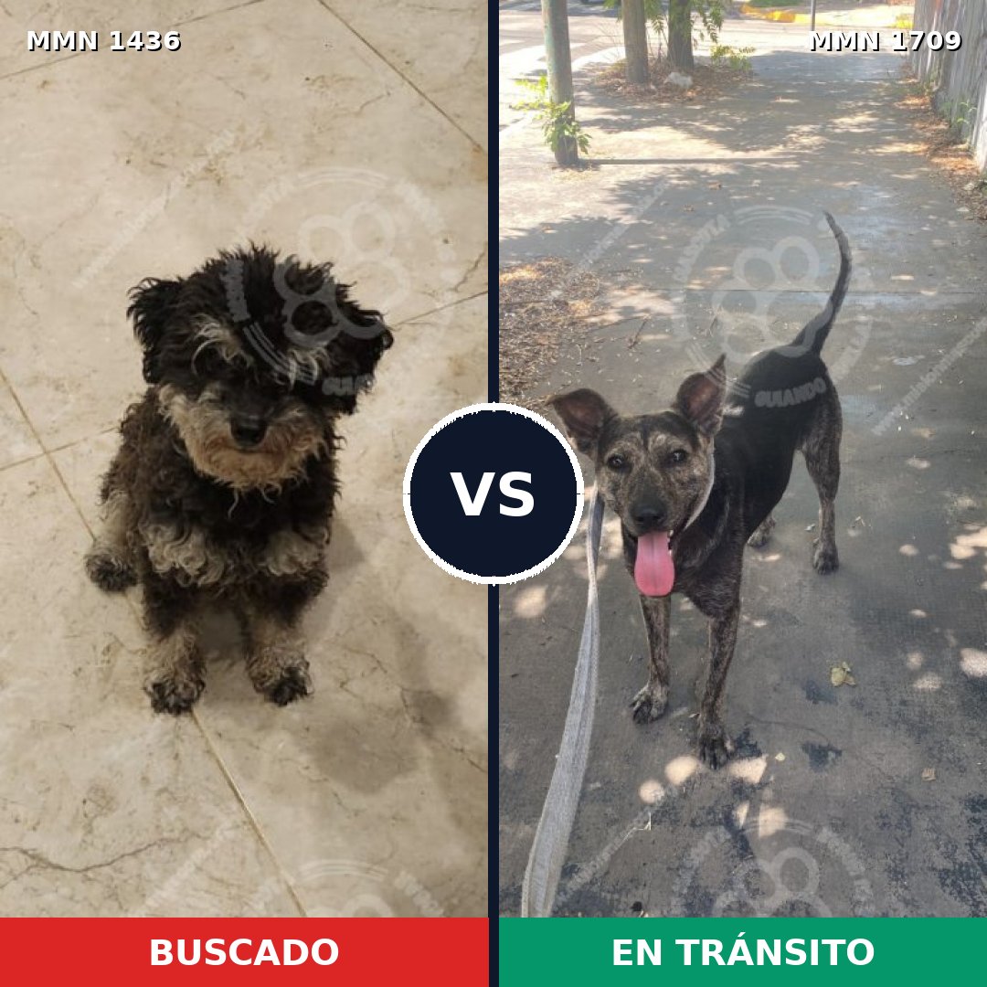 Comparativa MMS 37680: mascota perdida y mascota encontrada, 63% de similitud