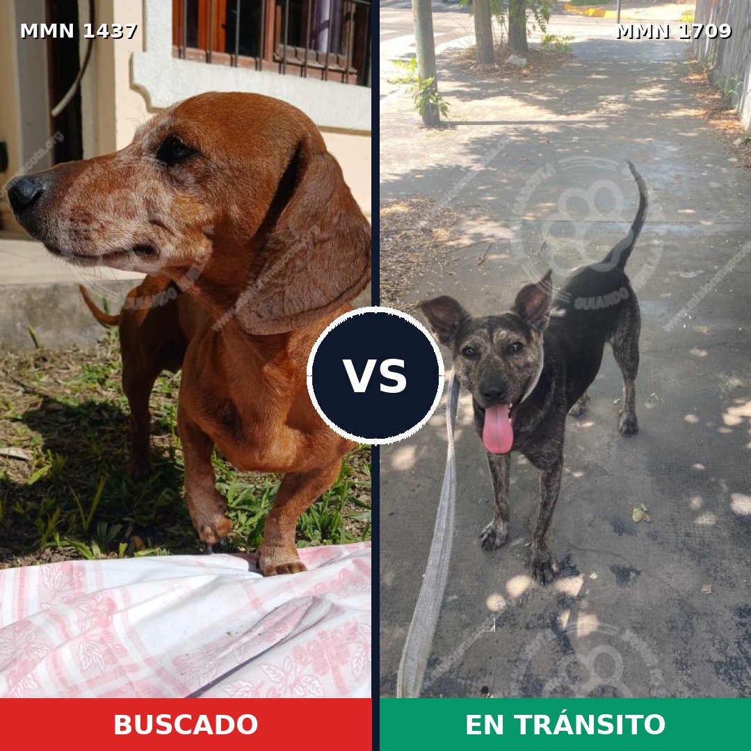 Comparativa MMS 37681: mascota perdida y mascota encontrada, 33% de similitud