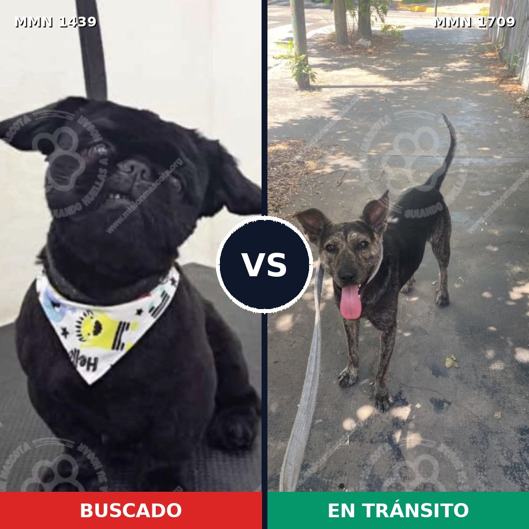 Comparativa MMS 37682: mascota perdida y mascota encontrada, 36% de similitud