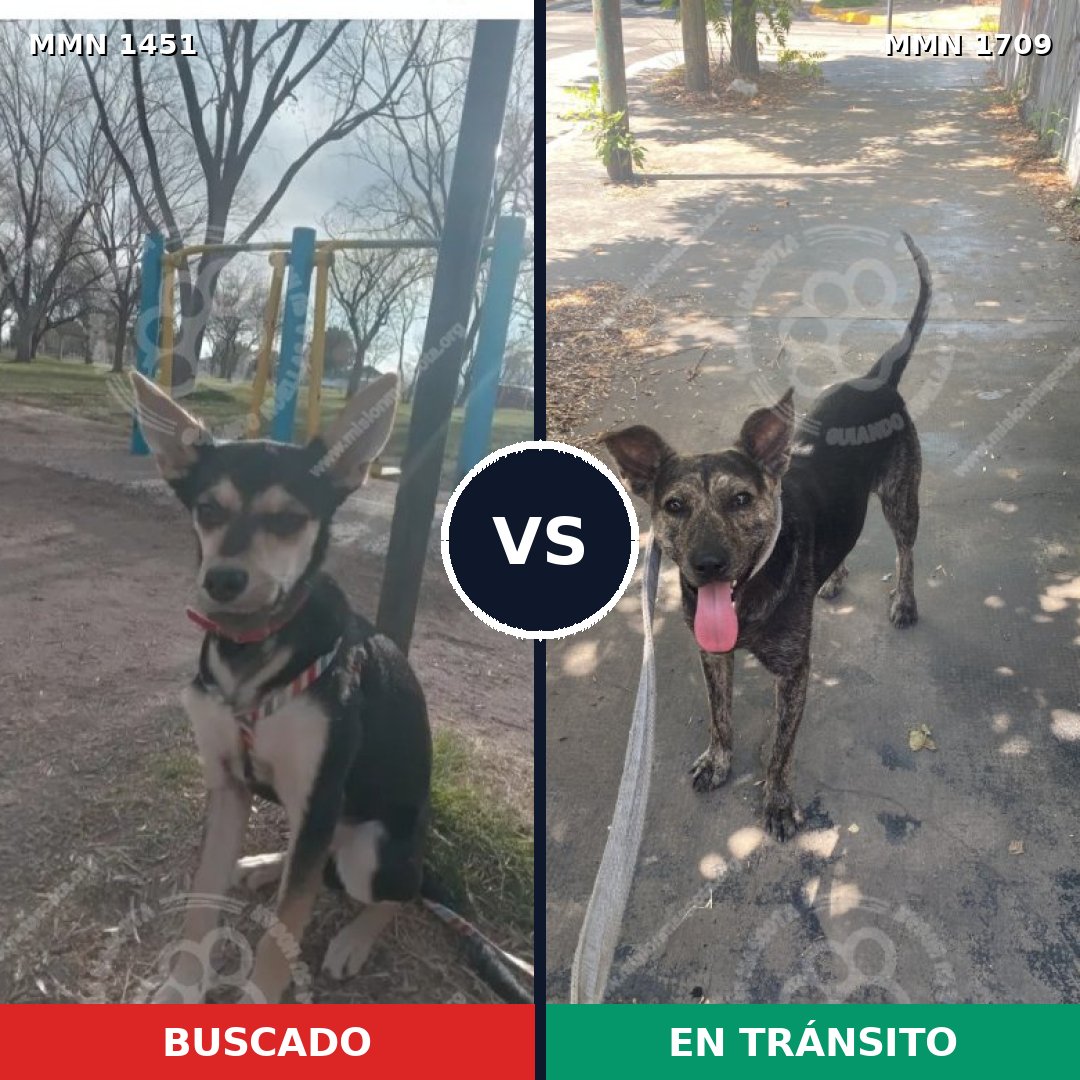 Comparativa MMS 37684: mascota perdida y mascota encontrada, 77% de similitud