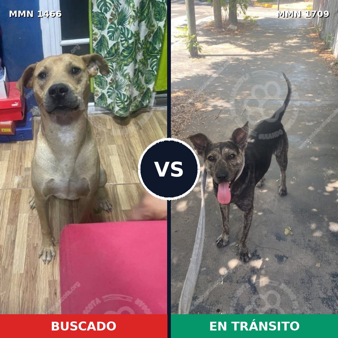 Comparativa MMS 37686: mascota perdida y mascota encontrada, 73% de similitud