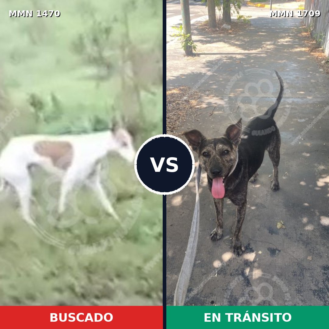 Comparativa MMS 37687: mascota perdida y mascota encontrada, 48% de similitud