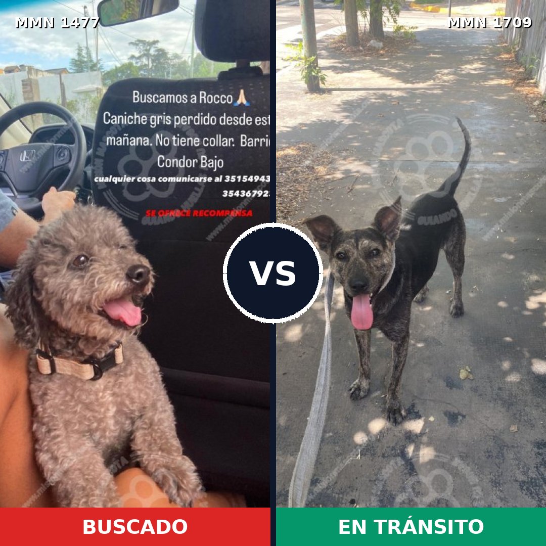 Comparativa MMS 37688: mascota perdida y mascota encontrada, 28% de similitud