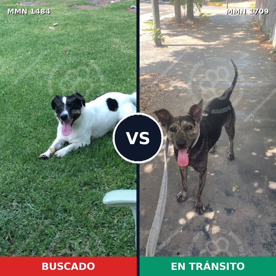 Comparativa MMS 37689: mascota perdida y mascota encontrada, 45% de similitud