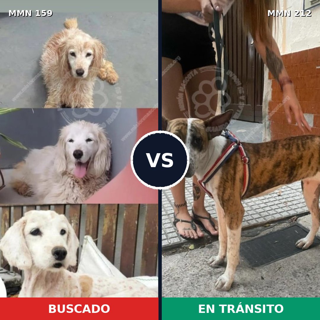 Comparativa MMS 3769: mascota perdida y mascota encontrada, 47% de similitud
