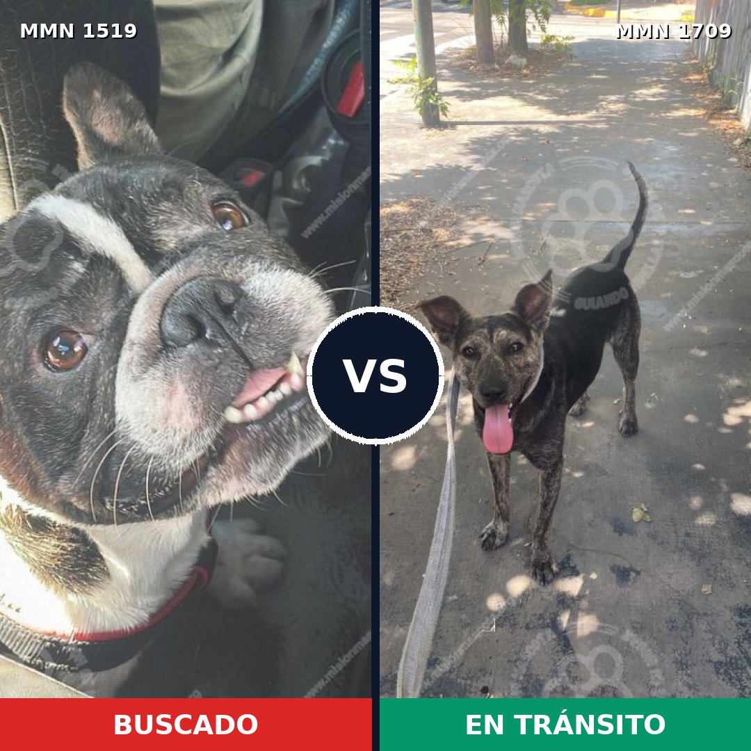 Comparativa MMS 37690: mascota perdida y mascota encontrada, 57% de similitud