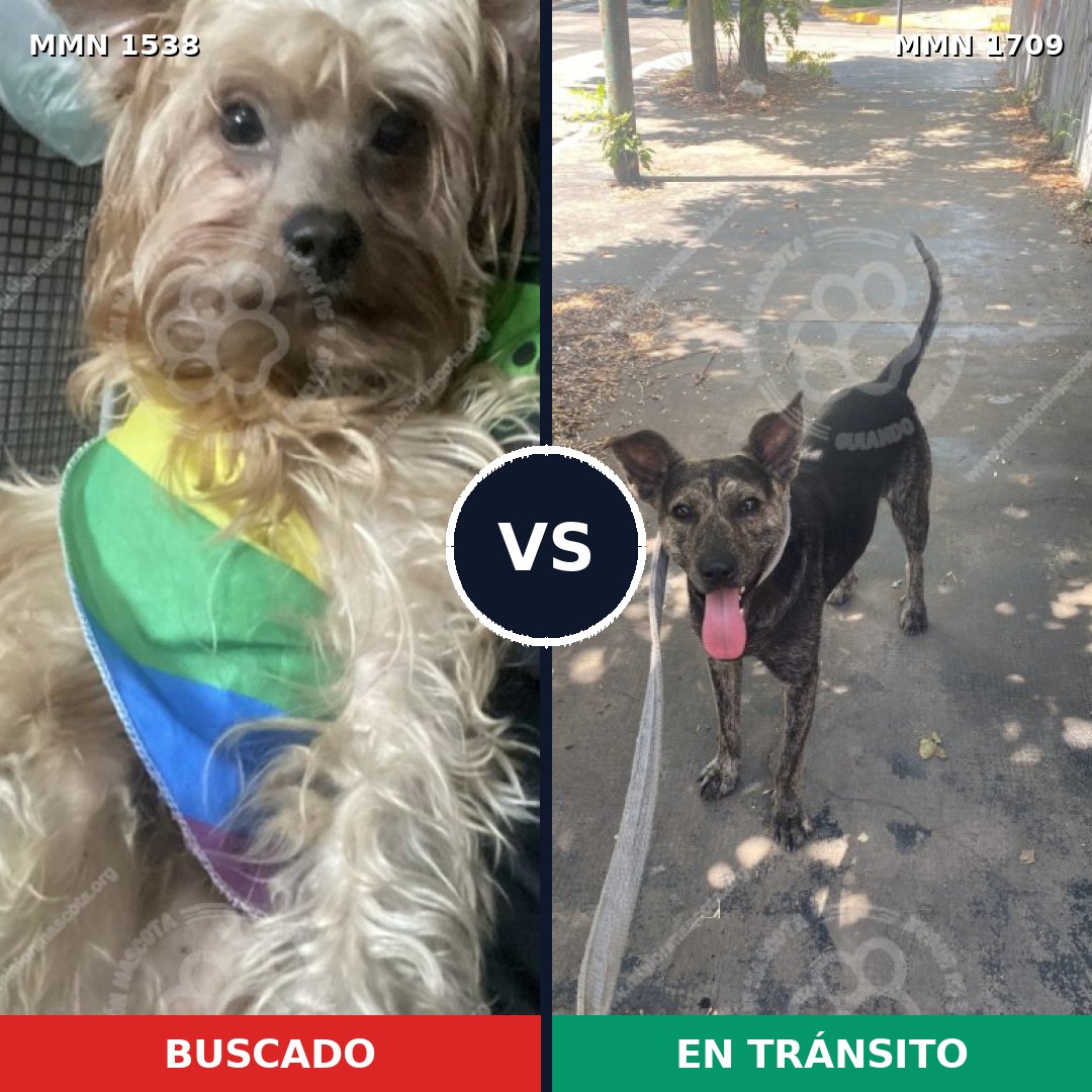 Comparativa MMS 37691: mascota perdida y mascota encontrada, 57% de similitud
