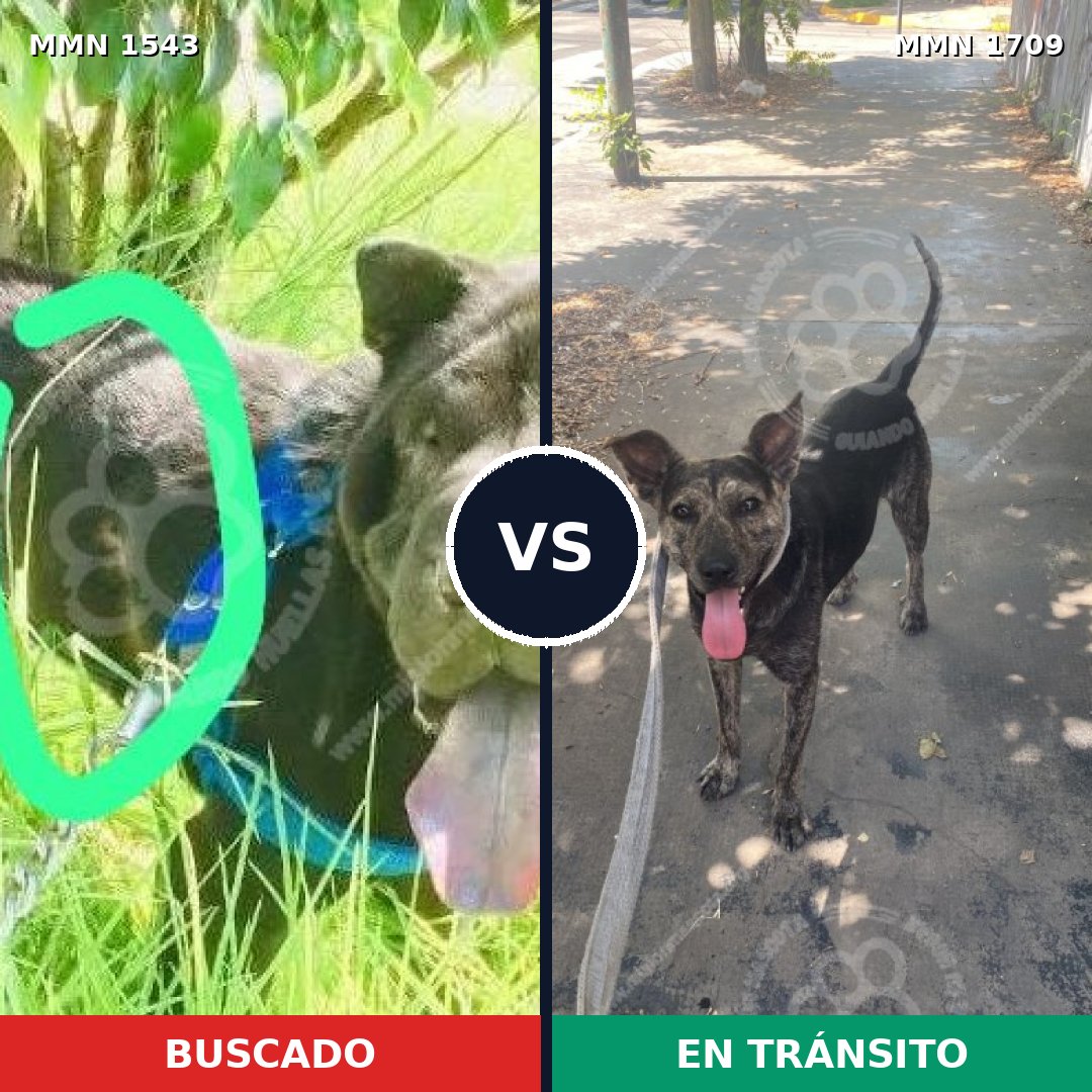 Comparativa MMS 37692: mascota perdida y mascota encontrada, 52% de similitud