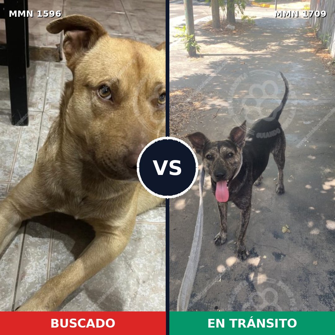 Comparativa MMS 37694: mascota perdida y mascota encontrada, 63% de similitud