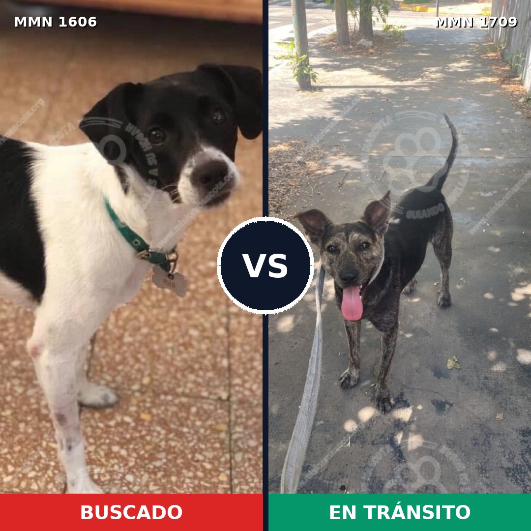 Comparativa MMS 37695: mascota perdida y mascota encontrada, 62% de similitud