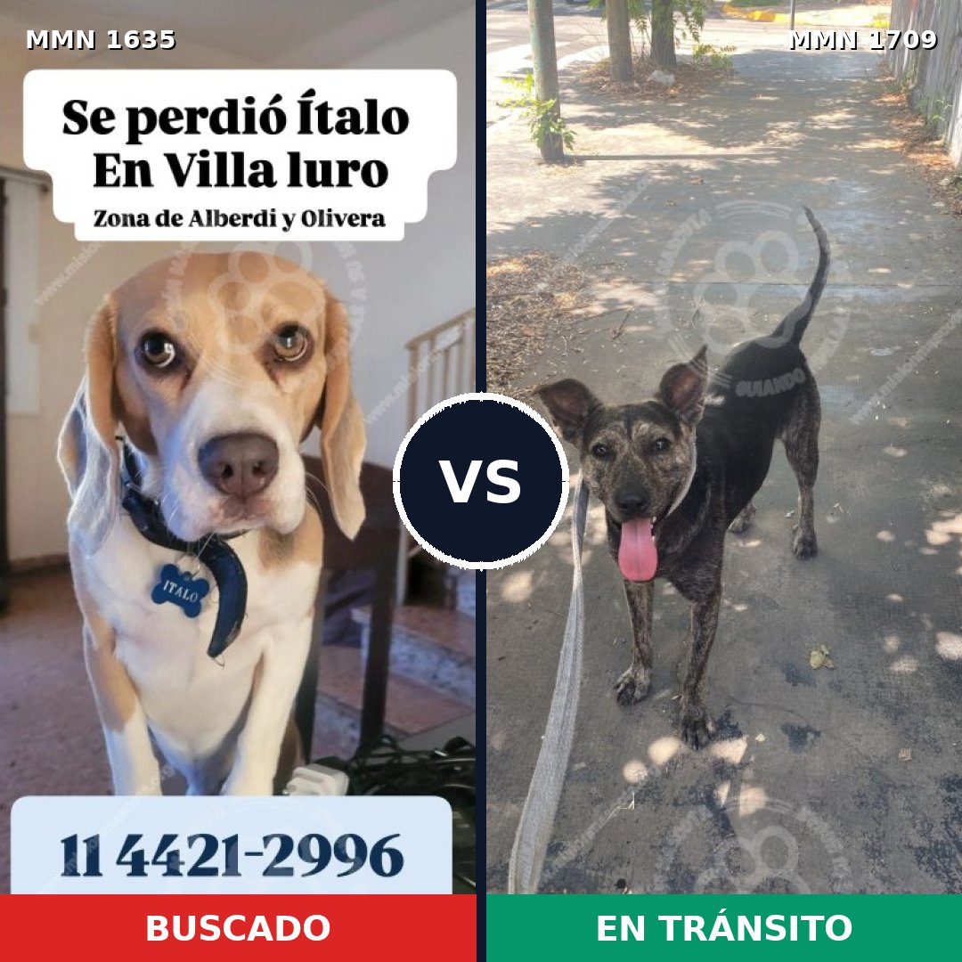 Comparativa MMS 37697: mascota perdida y mascota encontrada, 31% de similitud
