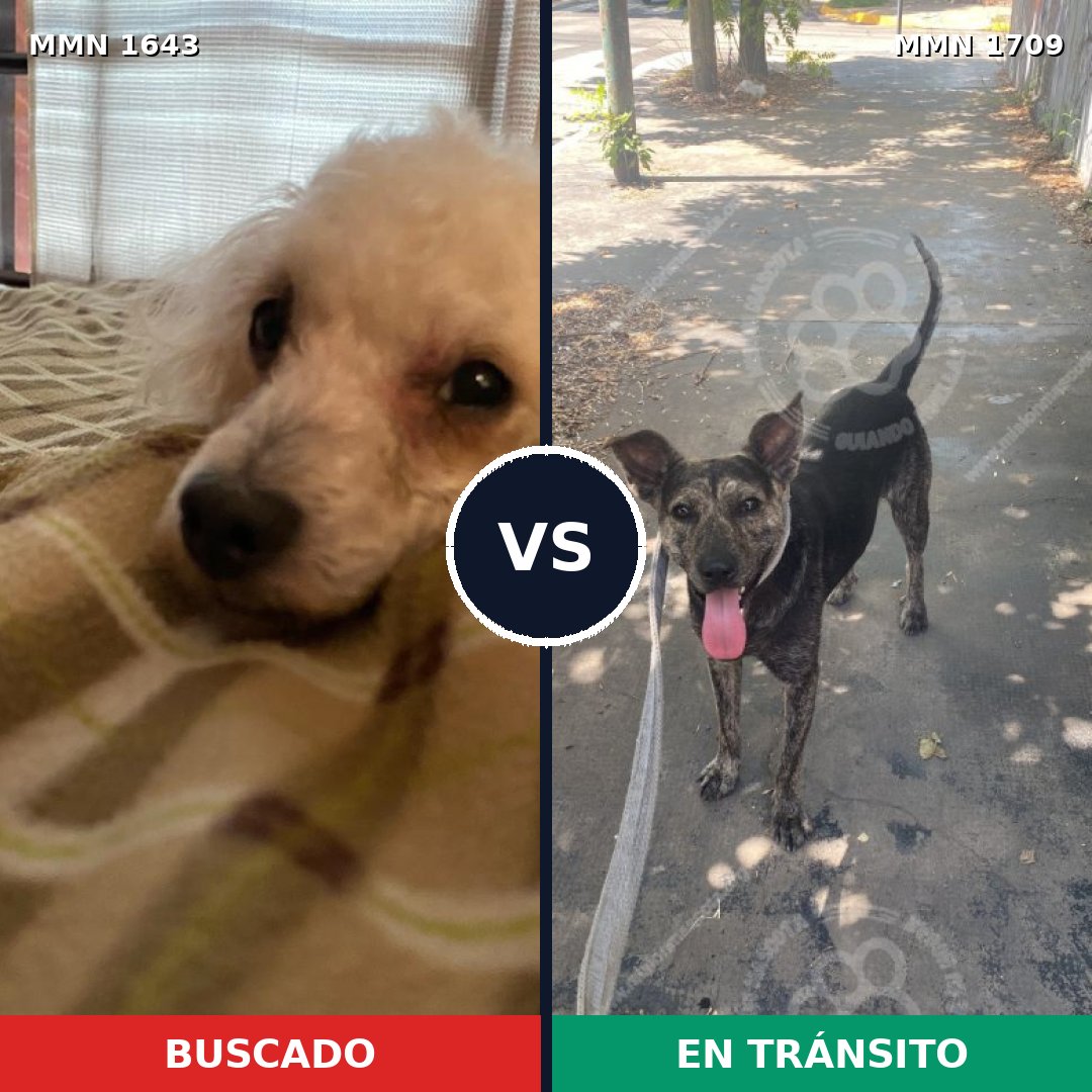 Comparativa MMS 37698: mascota perdida y mascota encontrada, 41% de similitud