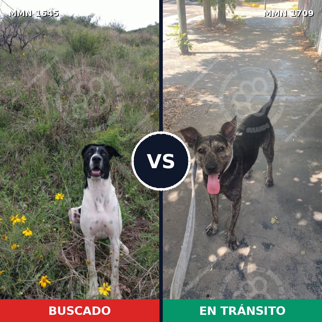 Comparativa MMS 37699: mascota perdida y mascota encontrada, 45% de similitud
