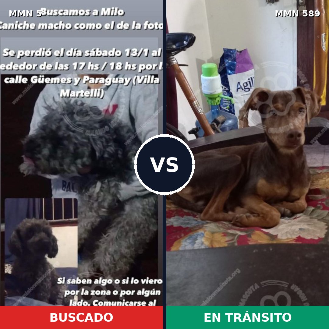 Comparativa MMS 377: mascota perdida y mascota encontrada, 45% de similitud