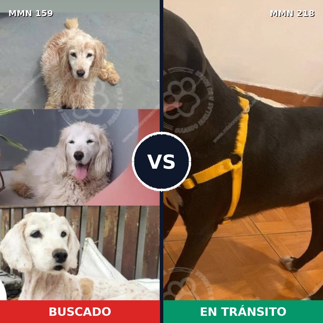 Comparativa MMS 3770: mascota perdida y mascota encontrada, 47% de similitud