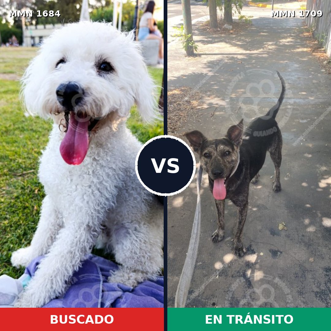 Comparativa MMS 37700: mascota perdida y mascota encontrada, 39% de similitud