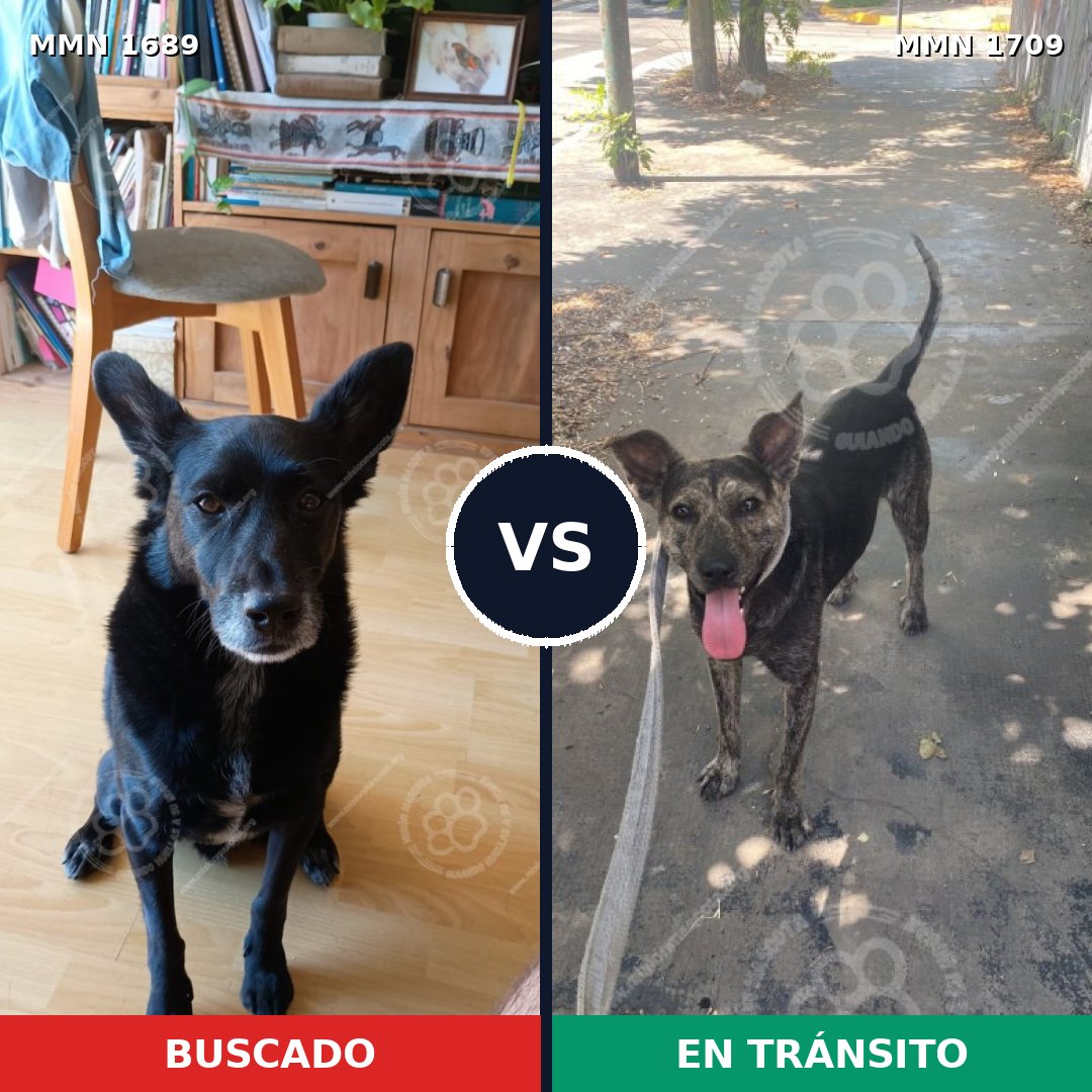Comparativa MMS 37701: mascota perdida y mascota encontrada, 73% de similitud