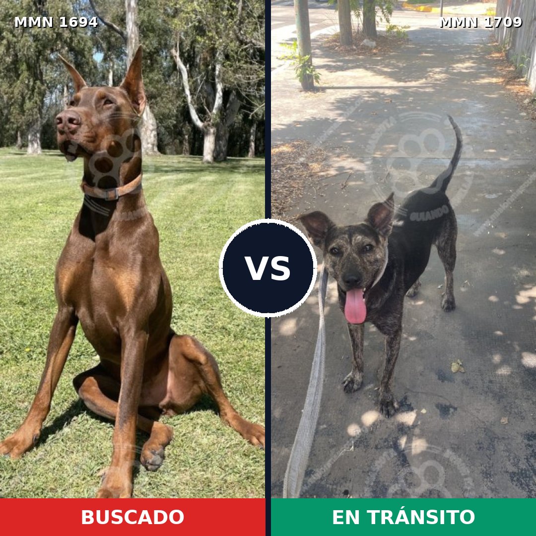 Comparativa MMS 37702: mascota perdida y mascota encontrada, 43% de similitud