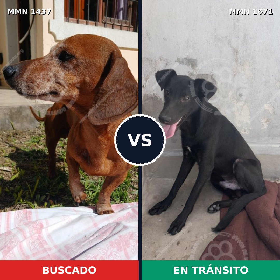 Comparativa MMS 37705: mascota perdida y mascota encontrada, 33% de similitud