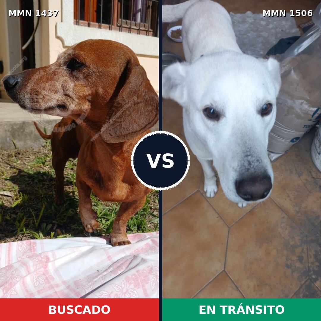 Comparativa MMS 37706: mascota perdida y mascota encontrada, 26% de similitud