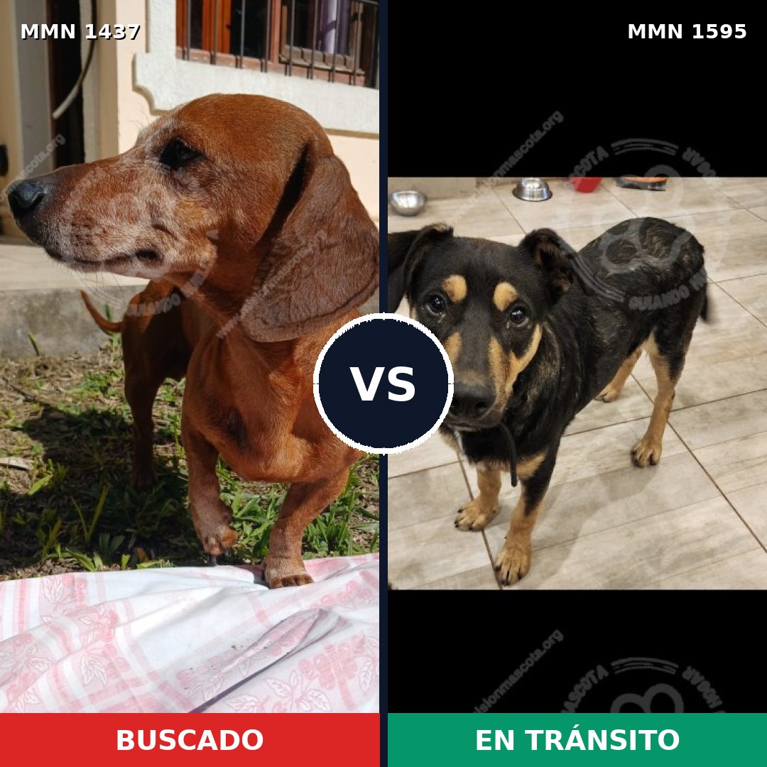 Comparativa MMS 37707: mascota perdida y mascota encontrada, 38% de similitud