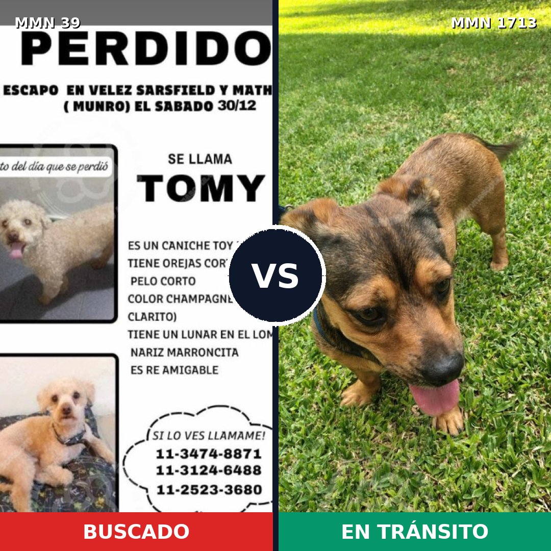 Comparativa MMS 37709: mascota perdida y mascota encontrada, 32% de similitud