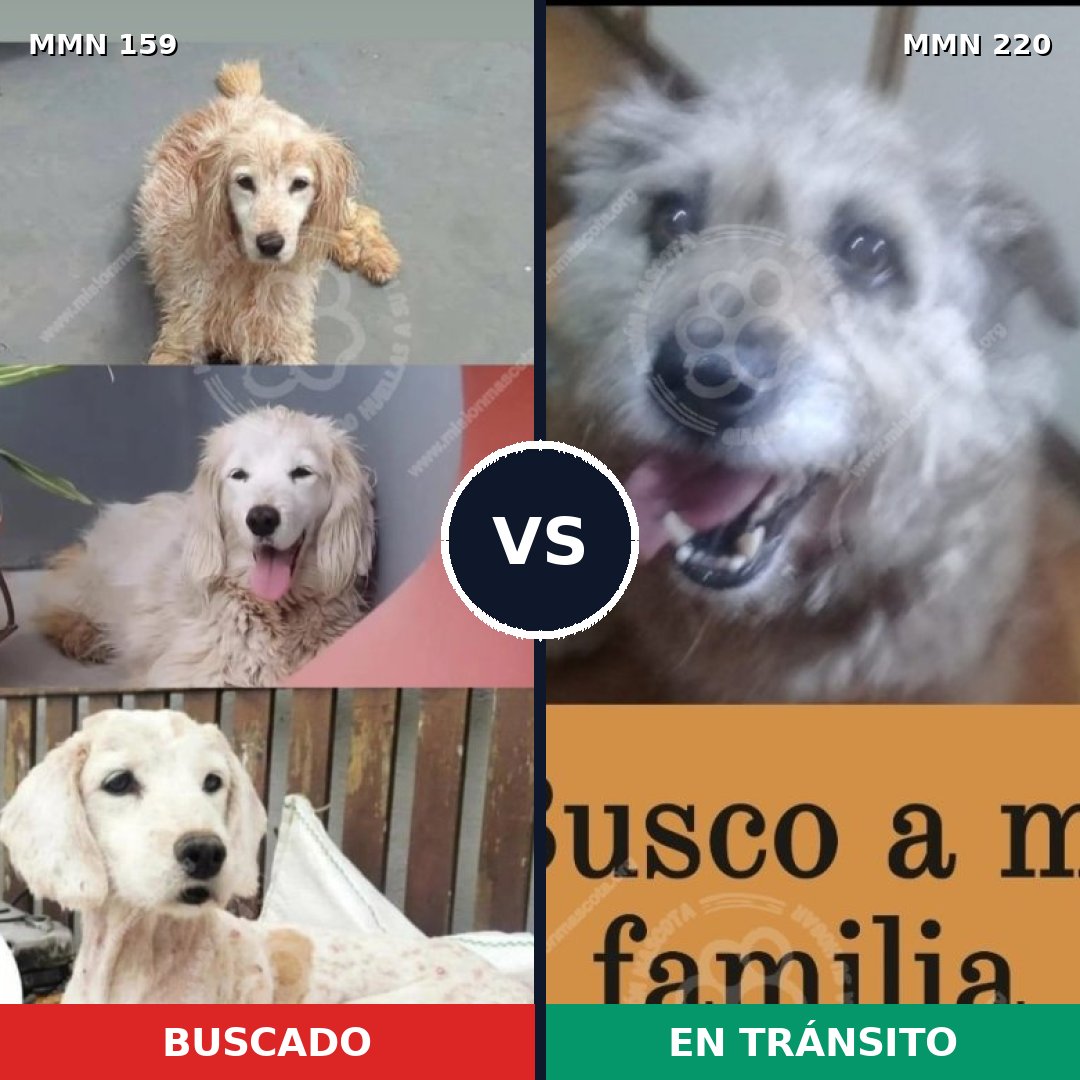 Comparativa MMS 3771: mascota perdida y mascota encontrada, 75% de similitud