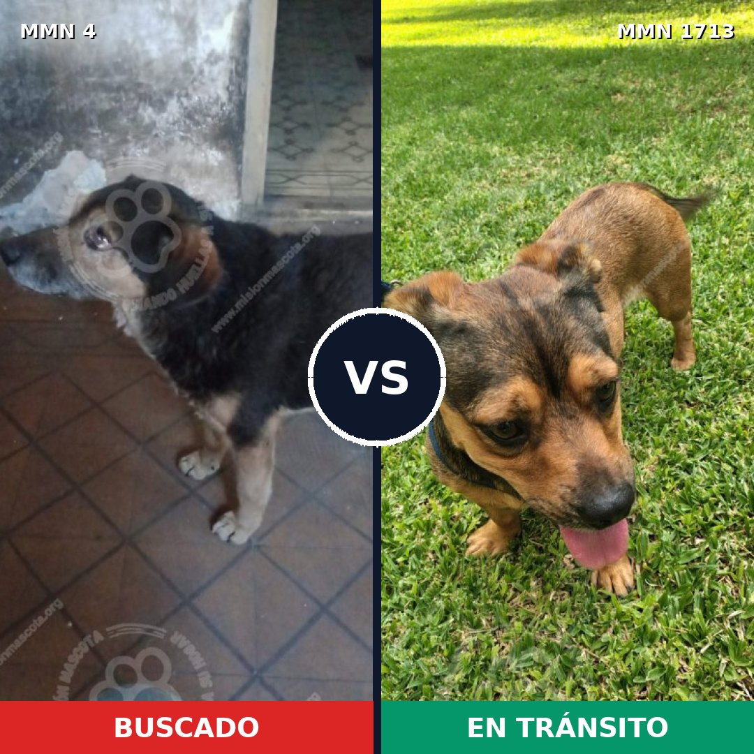 Comparativa MMS 37711: mascota perdida y mascota encontrada, 54% de similitud