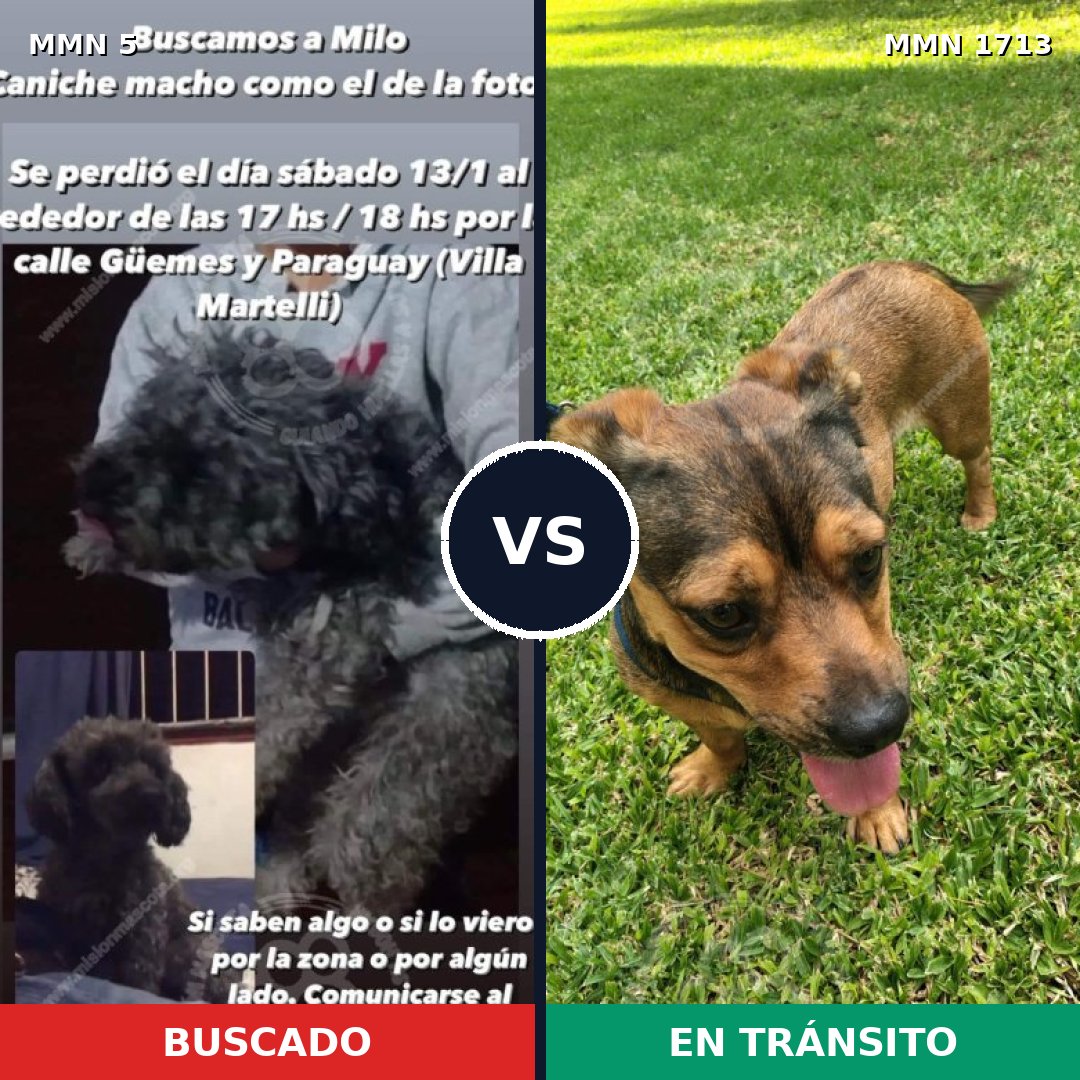 Comparativa MMS 37712: mascota perdida y mascota encontrada, 50% de similitud