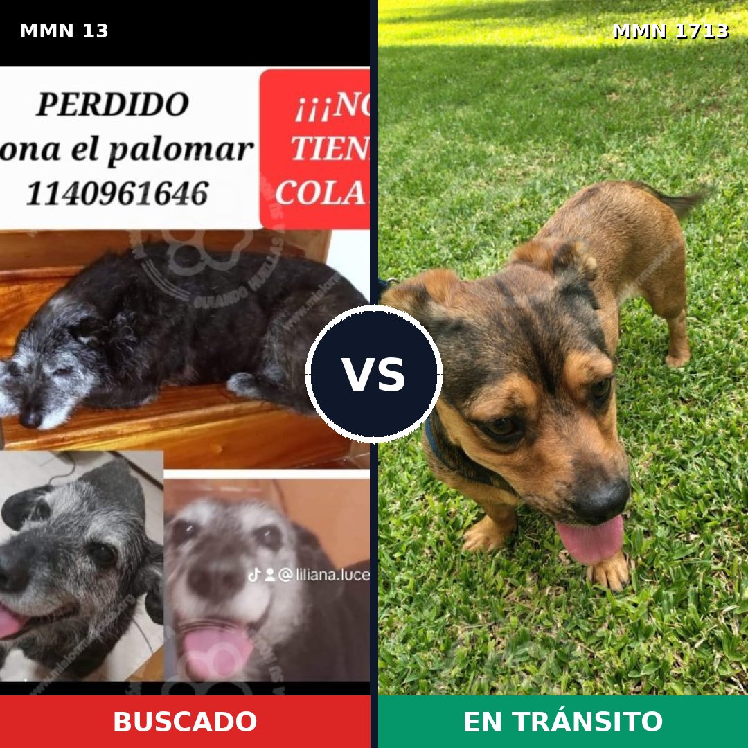 Comparativa MMS 37715: mascota perdida y mascota encontrada, 54% de similitud