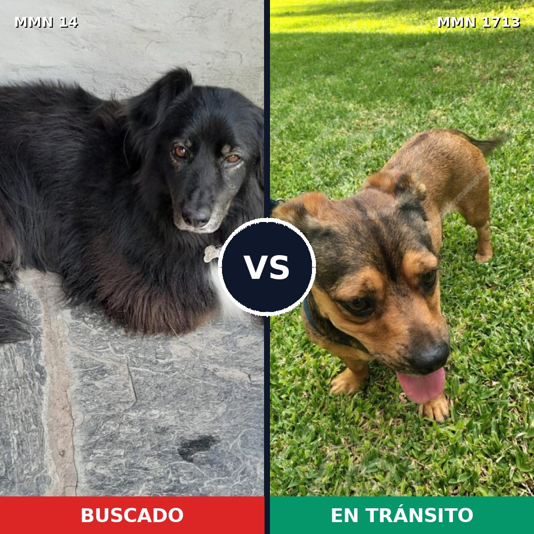 Comparativa MMS 37716: mascota perdida y mascota encontrada, 44% de similitud